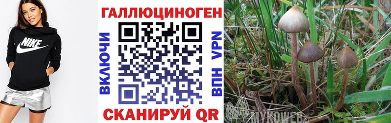 Псилоцибиновые грибы Psilocybe  Купить  Малоархангельск 